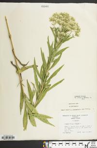 Eupatorium altissimum image