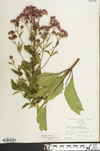 Eutrochium fistulosum image