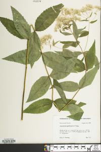 Eupatorium godfreyanum image