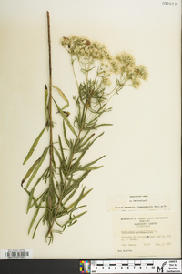 Eupatorium hyssopifolium var. laciniatum image