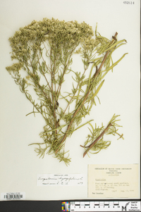 Eupatorium hyssopifolium var. laciniatum image