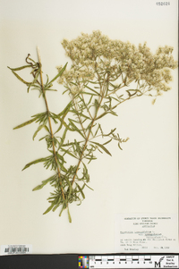 Eupatorium hyssopifolium var. laciniatum image