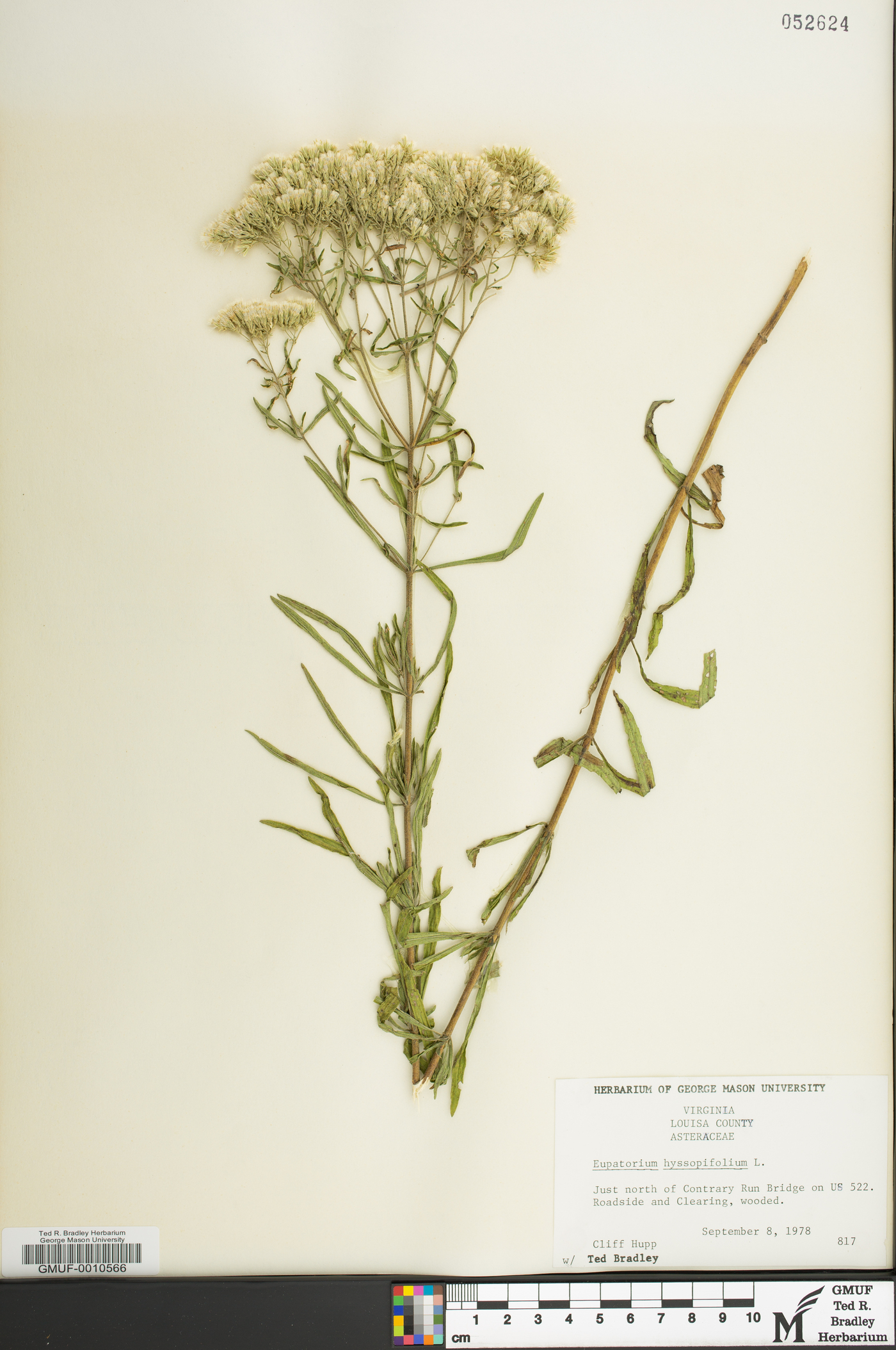 Eupatorium hyssopifolium var. laciniatum image