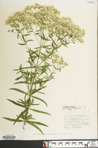 Eupatorium hyssopifolium var. laciniatum image