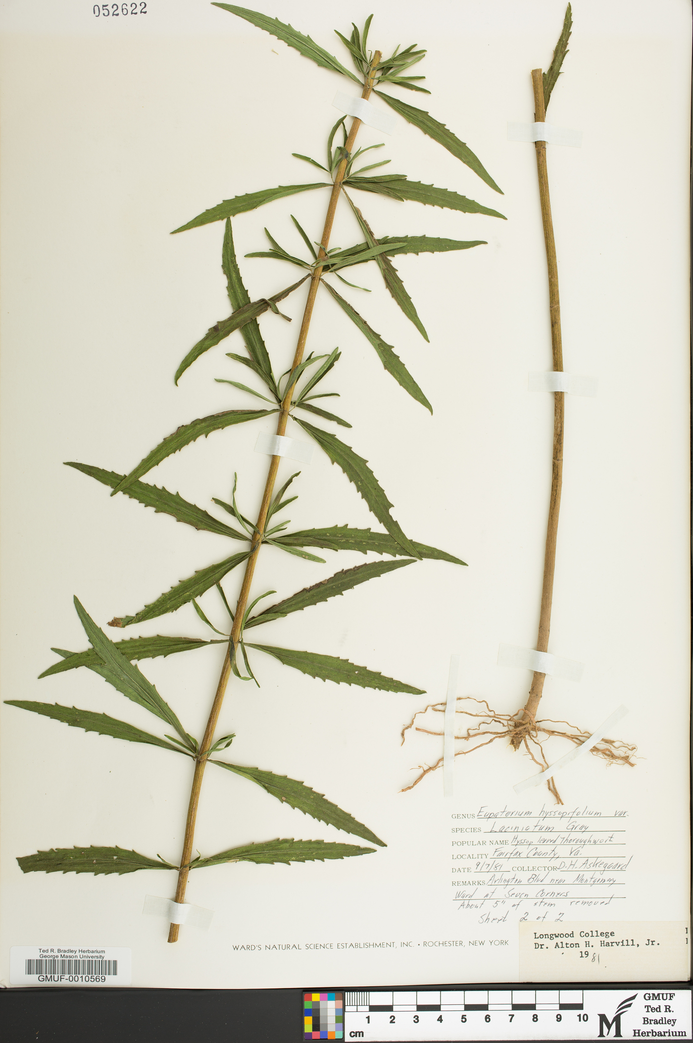 Eupatorium hyssopifolium var. laciniatum image