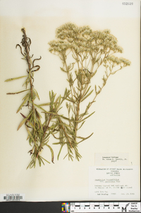 Eupatorium hyssopifolium var. laciniatum image