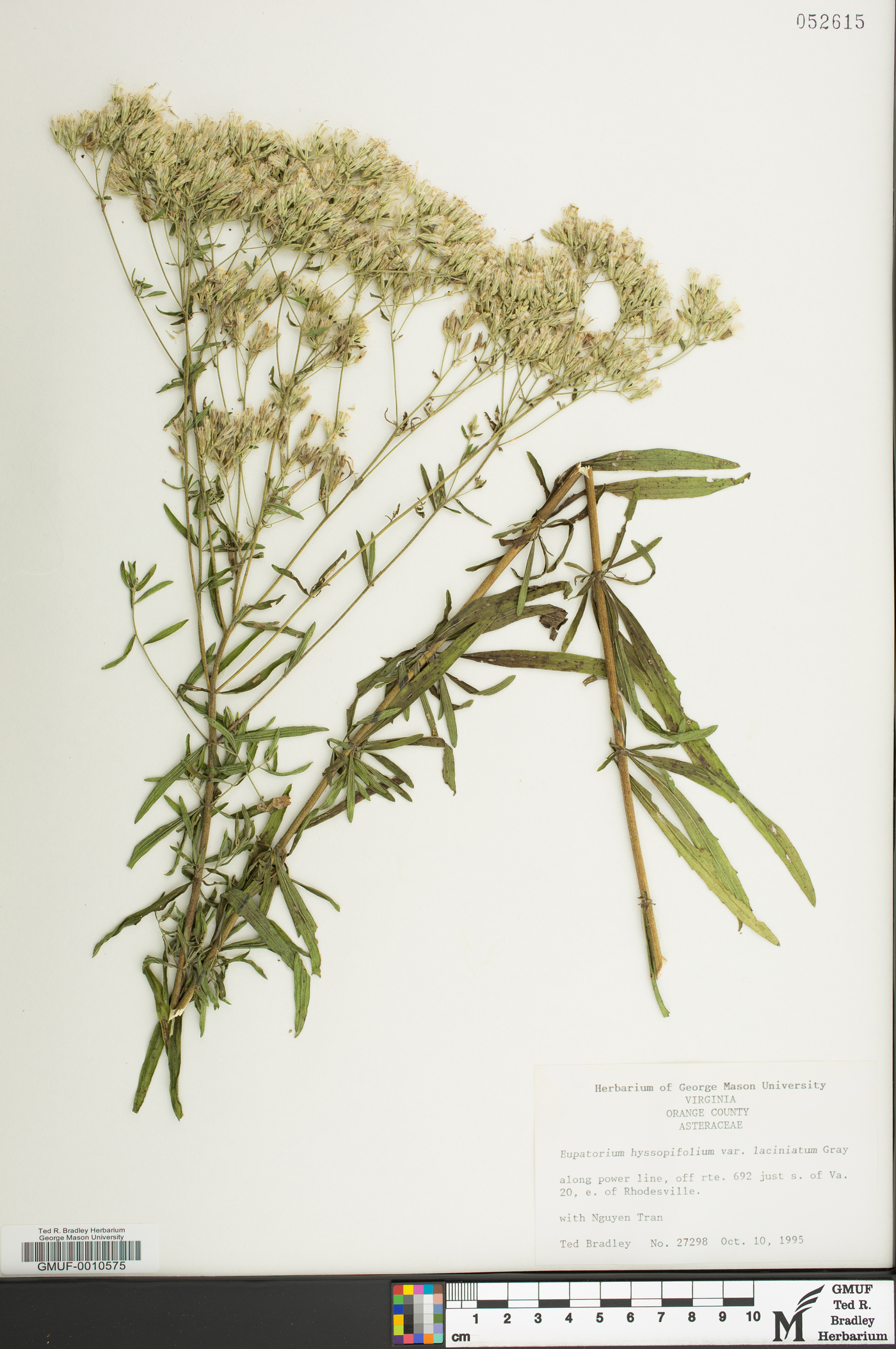 Eupatorium hyssopifolium var. laciniatum image