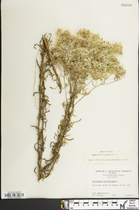 Eupatorium hyssopifolium image