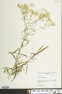 Eupatorium hyssopifolium var. hyssopifolium image