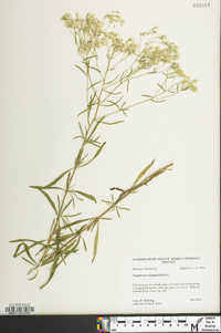 Eupatorium hyssopifolium image