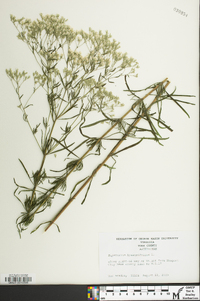 Eupatorium hyssopifolium image