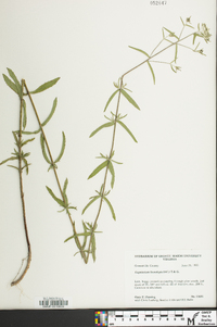 Eupatorium leucolepis image