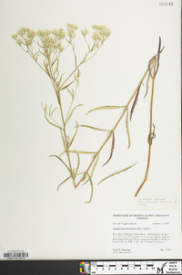 Eupatorium leucolepis image