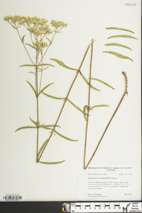 Eupatorium leucolepis image