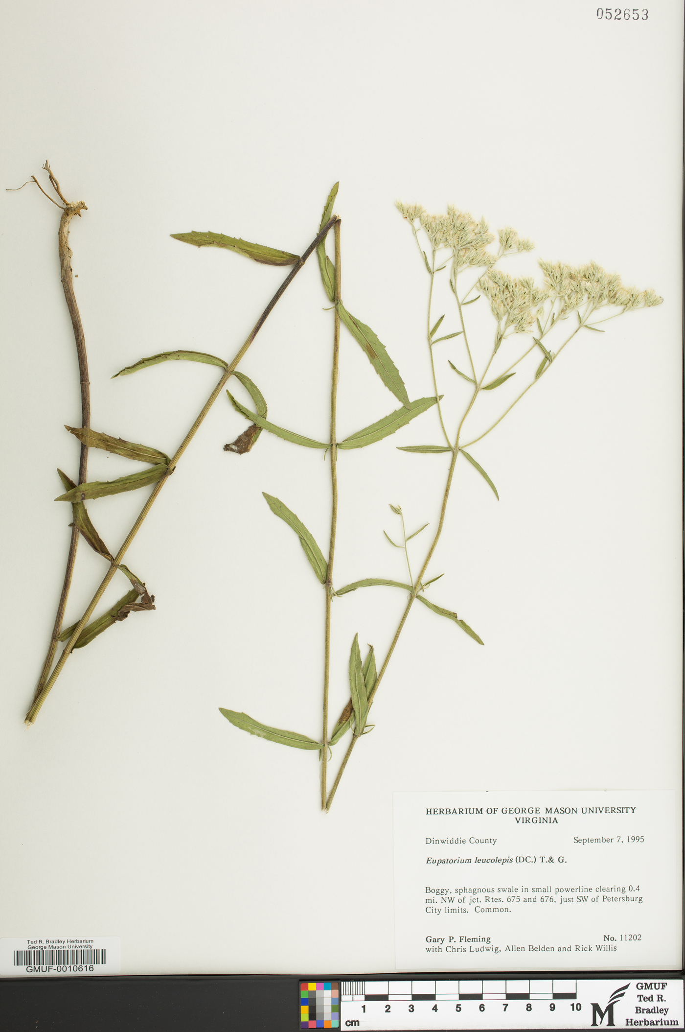 Eupatorium leucolepis image