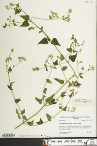 Fleischmannia incarnata image