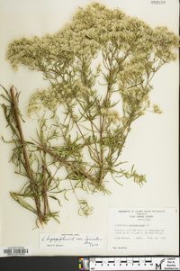 Eupatorium hyssopifolium image