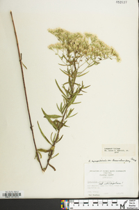 Eupatorium hyssopifolium image