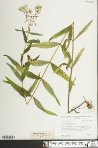 Eupatorium altissimum image