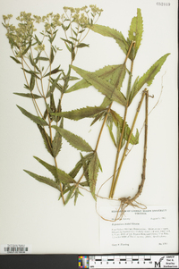 Eupatorium altissimum image