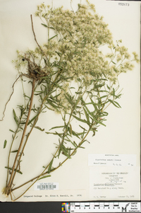 Eupatorium mohrii image