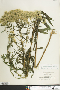 Eupatorium mohrii image