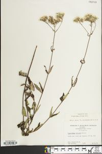 Eupatorium pilosum image