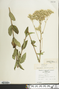 Eupatorium pilosum image