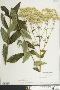 Eupatorium pilosum image