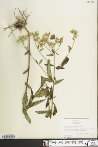 Eupatorium pilosum image