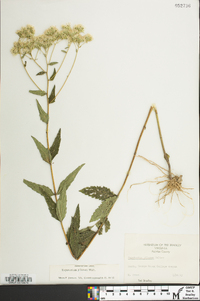 Eupatorium pilosum image