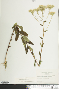 Eupatorium pilosum image