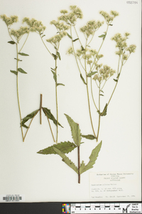 Eupatorium pilosum image