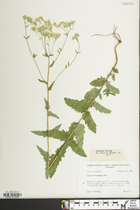 Eupatorium pilosum image