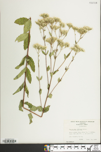 Eupatorium pilosum image