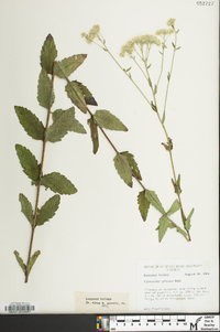 Eupatorium pilosum image