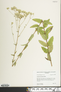 Eupatorium pilosum image