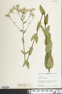 Eupatorium pilosum image