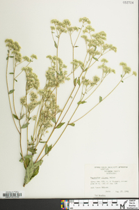 Eupatorium pilosum image