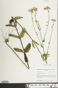 Eupatorium pilosum image