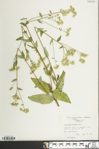 Eupatorium pilosum image