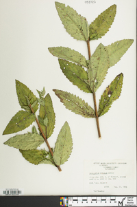 Eupatorium pilosum image