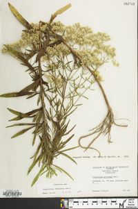 Eupatorium mohrii image