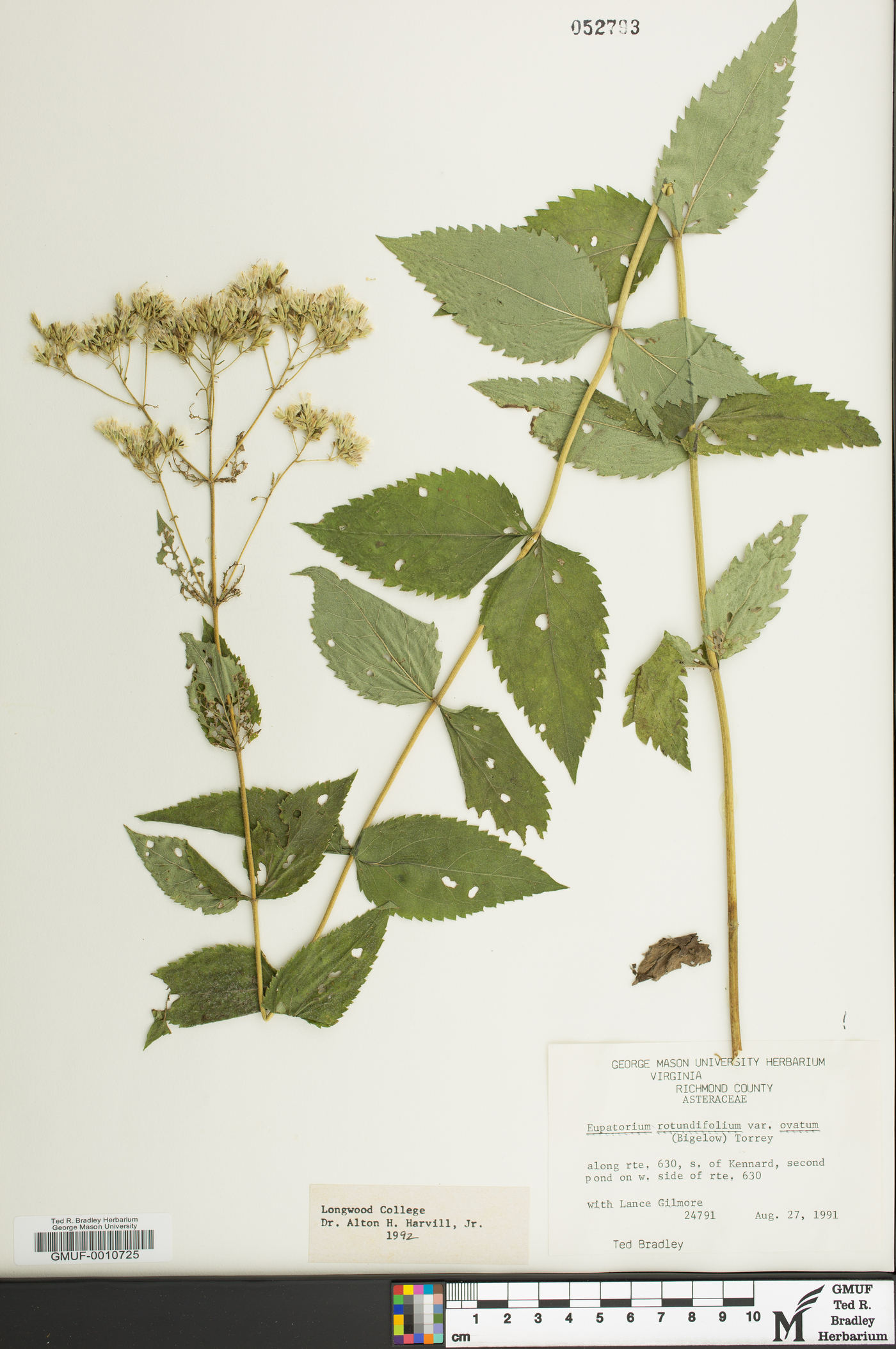 Eupatorium cordigerum image