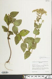 Eupatorium cordigerum image