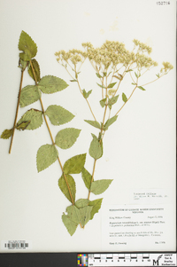 Eupatorium cordigerum image