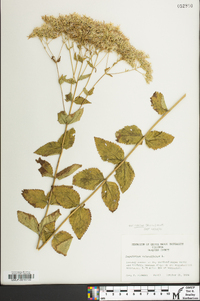 Eupatorium cordigerum image