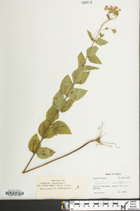 Eupatorium cordigerum image