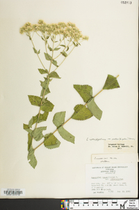 Eupatorium cordigerum image