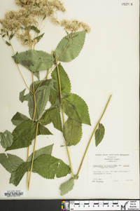 Eupatorium cordigerum image